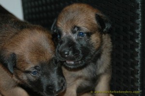 pups 3 weken oud