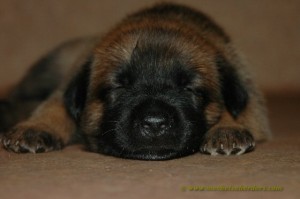 pups 3 weken oud