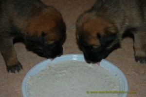 pups 3 weken oud