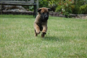 pups 5 weken oud