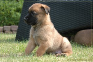 pups 5 weken oud