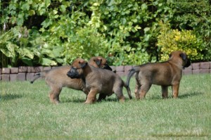 pups 5 weken oud
