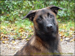Paddy: 13-11-2010