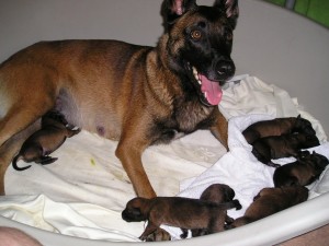 pups een paar uur oud