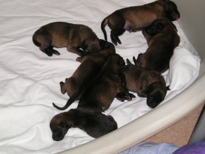 pups een paar uur oud