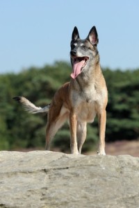 Xena